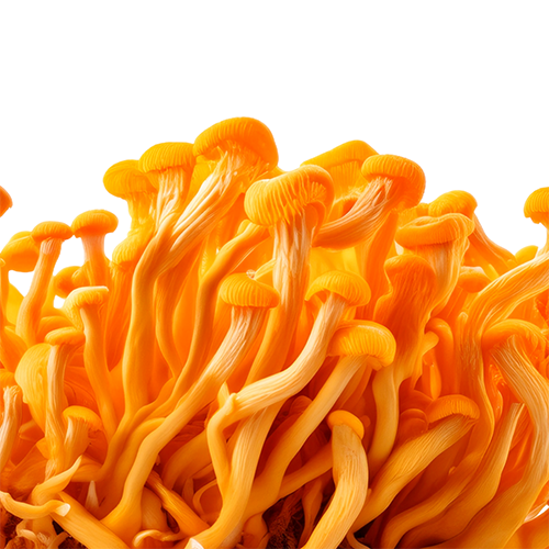Cordyceps 
