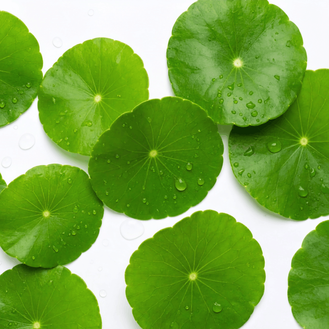 Gotu Kola 