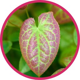 Horny Goat Weed