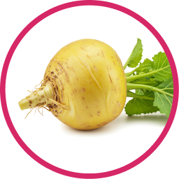 Maca Root Extract