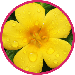 Damiana