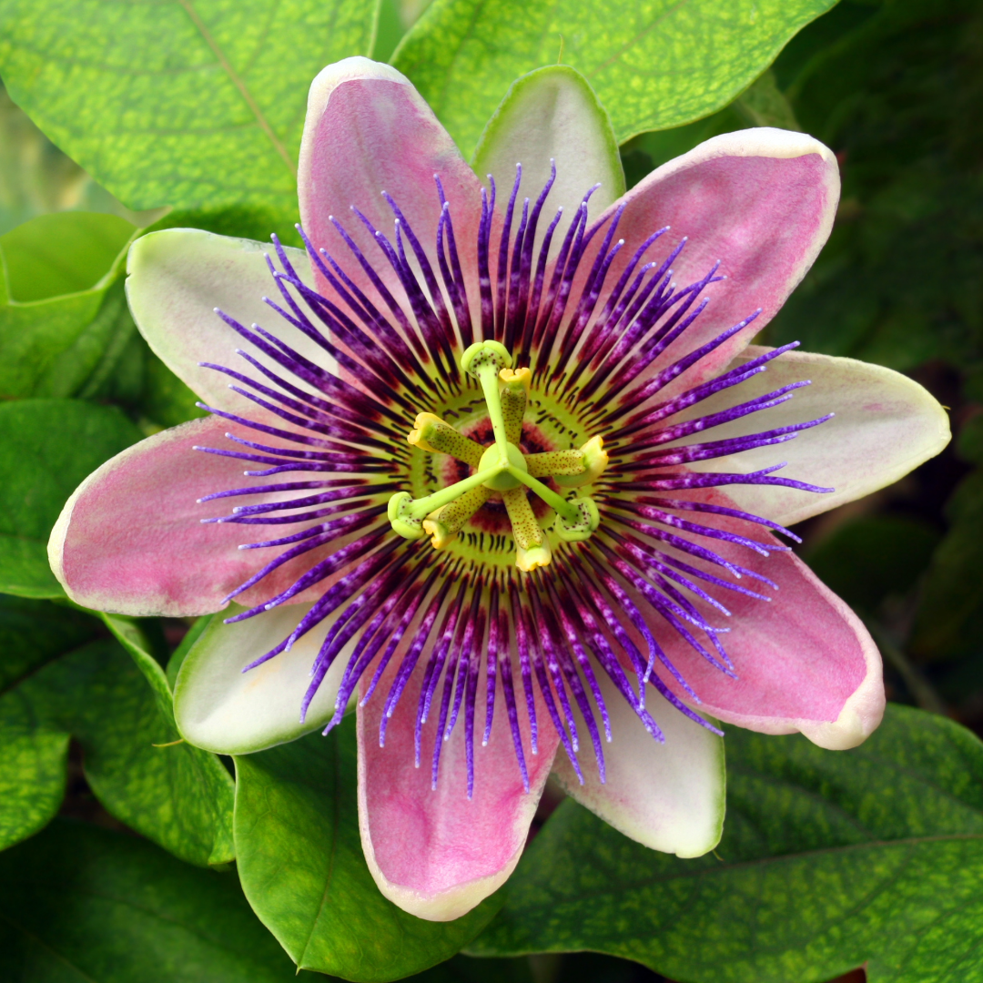 Passion Flower 