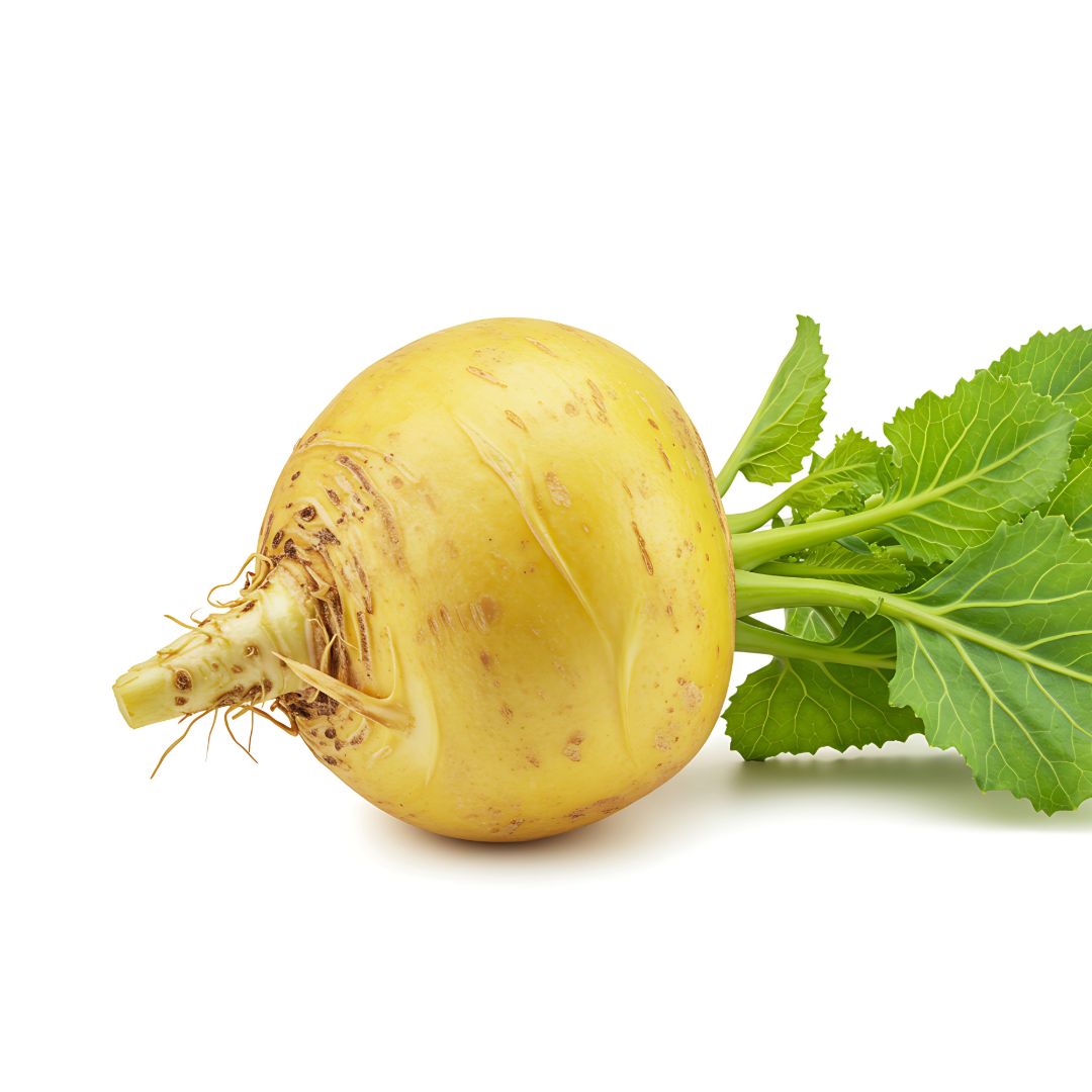 Maca Root Extract 